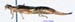 Labidura_riparia_f_1118 copy